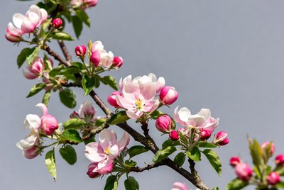 Pink Apple Blossoms on Branch