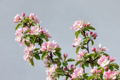 Pink Apple Blossoms on Branch