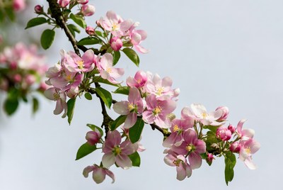 Pink Cherry Blossom Branch