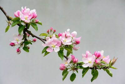 Pink Cherry Blossom Branch