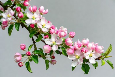Pink Cherry Blossom Branch