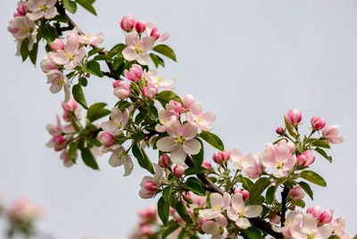 Pink Cherry Blossoms on Branch