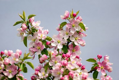 Pink Cherry Blossom Branches