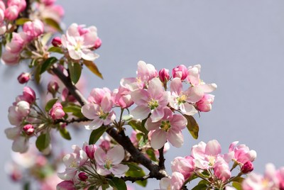 Pink Cherry Blossom Branches