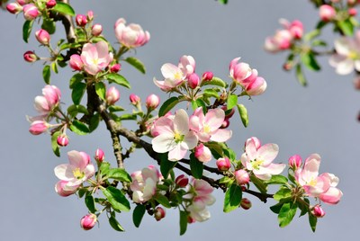 Pink Cherry Blossom Branch