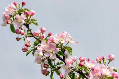 Pink Cherry Blossom Branch