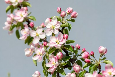 Pink Blossoms on Apple Tree Branch