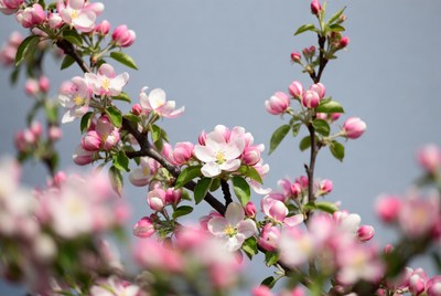 Pink Cherry Blossoms on Branches