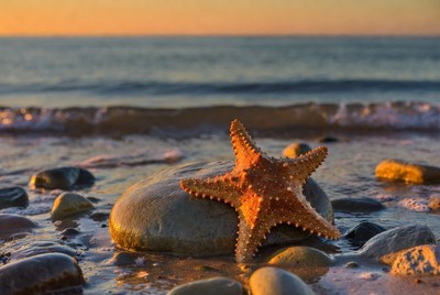 Starfish on rock at sunset beach