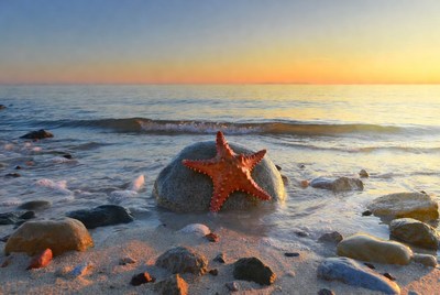 Starfish on Rock at Beach Sunset