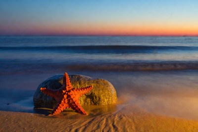 Orange Starfish on Beach Rock