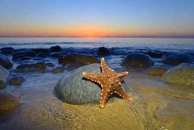 Starfish on rock at sunset beach