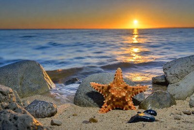 Starfish on beach at sunset