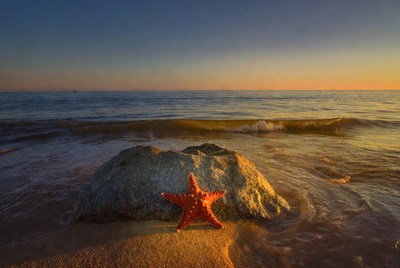 Orange Starfish on Beach Rock