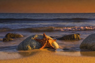 Orange Starfish on Beach Rocks