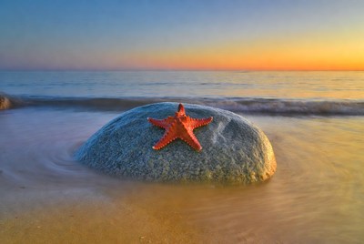 Starfish on Rock at Sunset Beach