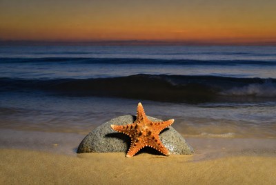 Starfish on Rock at Sunset Beach