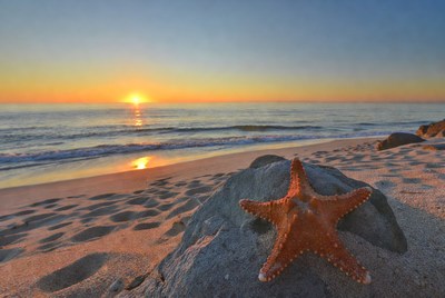 Starfish on beach at sunset
