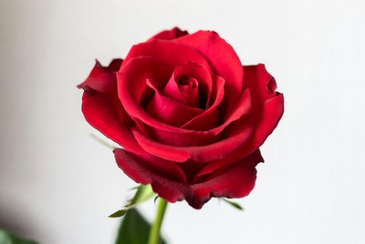 Red Rose on White Background