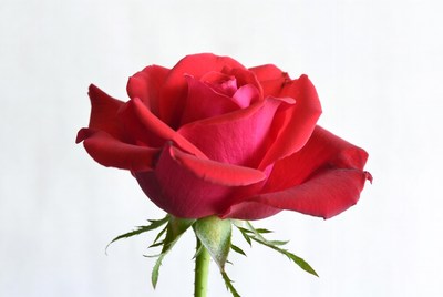 Red rose on white background