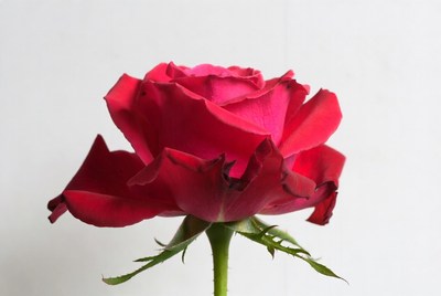 Red Rose on White Background