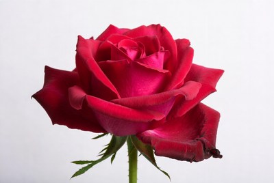 Red Rose on White Background