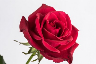 Red Rose on White Background