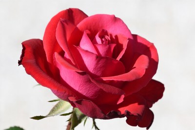 Red Rose on White Background