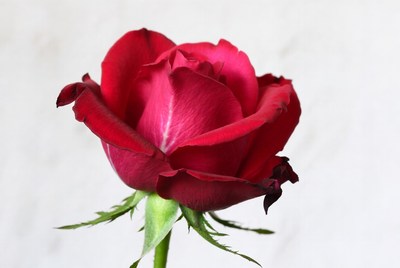 Red Rose on White Background