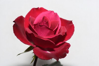 Red Rose on White Background