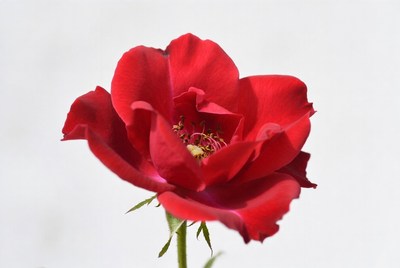 Red Rose on White Background