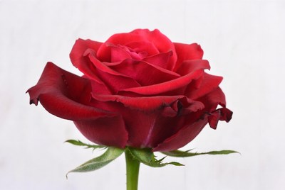 Red Rose on White Background