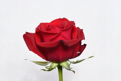 Red Rose on White Background
