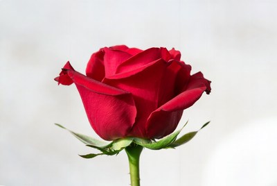 Red Rose on White Background
