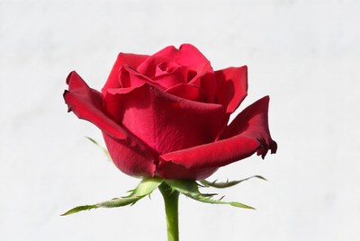 Red Rose on White Background