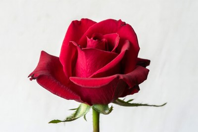 Red Rose on White Background