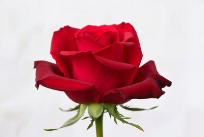 Red Rose on White Background