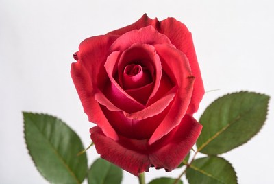 Red Rose with Green Leaves