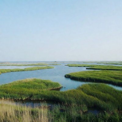 Vast Green Salt Marshes Landscape