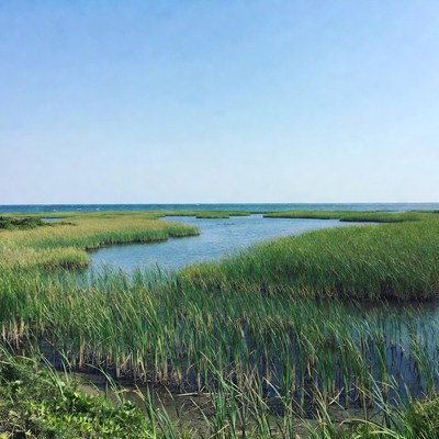 Marshland with Reeds and Calm Waters