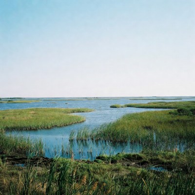 Marshland with winding waterways