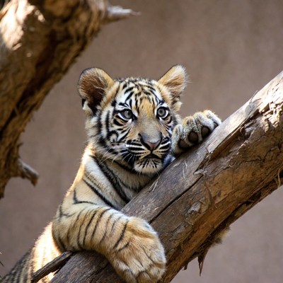 Baby tiger peeking over branch