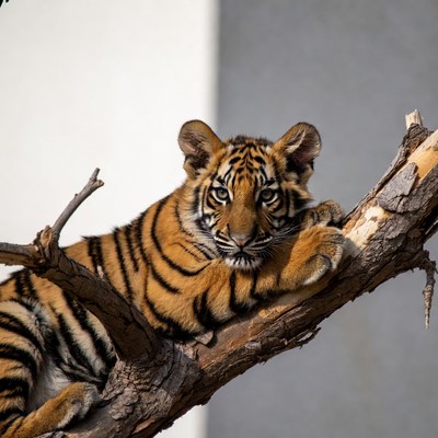 Baby tiger lounging on tree branch