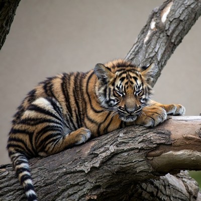 Baby tiger lounging on tree branch