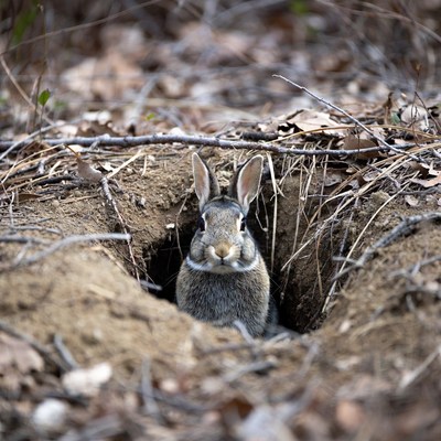 Rabbit emerging from burrow