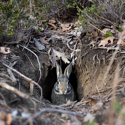 Rabbit peeking from burrow