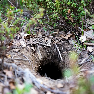 Animal burrow in forest ground