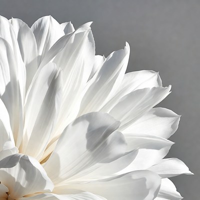 Close-up White Daisy Flower