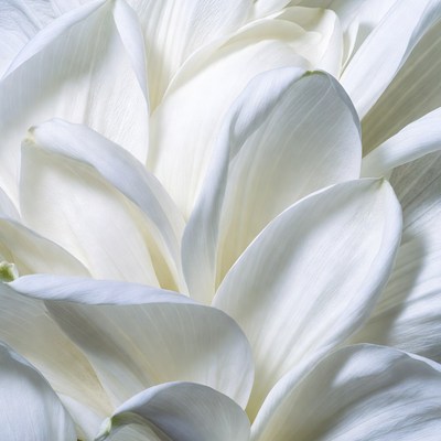 White Lily Flower Closeup