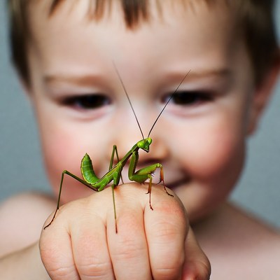 Boy holding green praying mantis